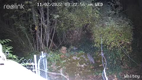 Bandits run through backyard at night
