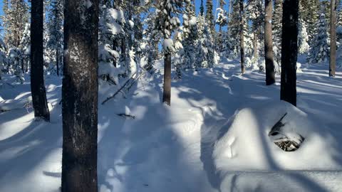 Blue Tree Markers Chart the Path – Central Oregon – Swampy Lakes Sno-Park – 4K