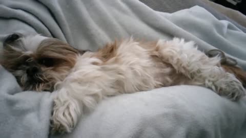 Thanksgiving Shih Tzu Snooze