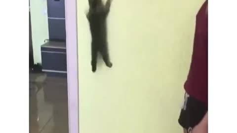 Shockedpopular Spidercat climbing at wall lol