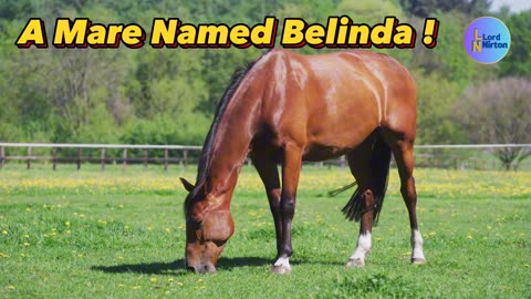 A Maré Named Belinda !