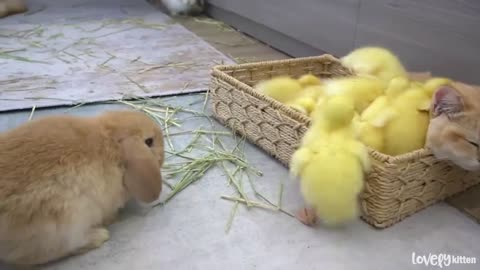 Ducklings jump into basket to sleep with kitten