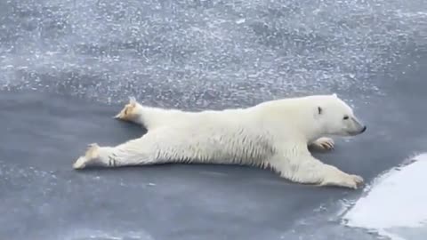 A polar bear crossing over thin ice