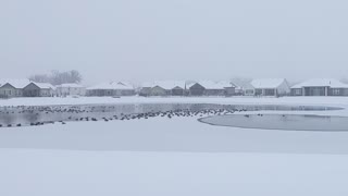 Geese Lake Ice