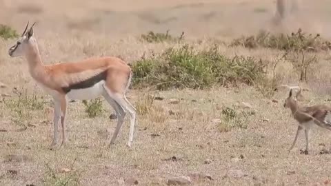 Gazelle Takes First Steps