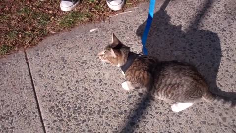 How to train your cat to walk on a leash easiest way