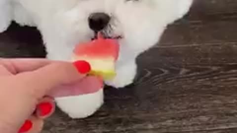 The dog eats watermelon for the first time/ shorts dog