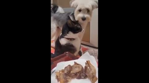 Funny animals - Funny cats _ dogs - Funny animal videos 2024 Part 15