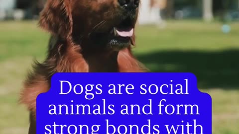 Dogs fact|| animal fact|| pets fact behaviour