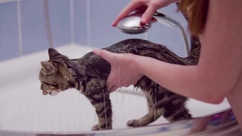 Cute cat in bath tube under shower