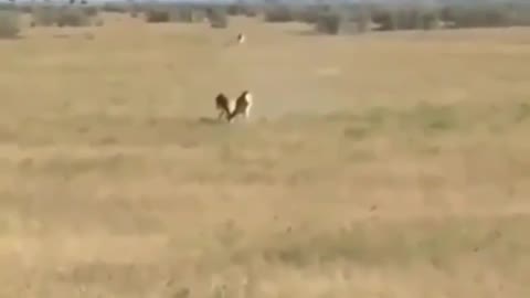 🔥 Taking advantage of two gazelles fighting