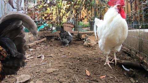 Backyard Chickens Chicken Run Dirt Bath Video Sounds Noises Hens Clucking Roosters Crowing!