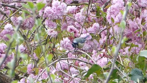 blue tit blossom tree blue tit