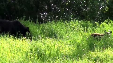 2 Cute! Black Bears, Mom And Cub -- Part 2