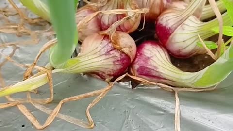 Short Viral-Planting 1 red onion to 10