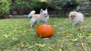 Vito & Picasso pumpkin fight