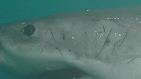 SCARY ENCOUNTER with a GREAT WHITE SHARK