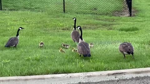 April 30, 2023 - Baby Geese Waddle Into May