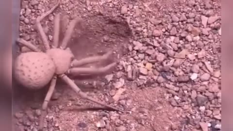 Amazing Spider Behavior: Watch How a Spider Covers Itself for Protection from Enemies