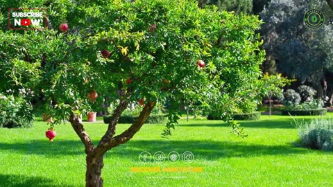 Pomegranate farming (Complete Guide) - Pomegranate Cultivation