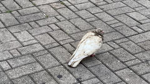 Baby Hawaiian Honeypuff Dove