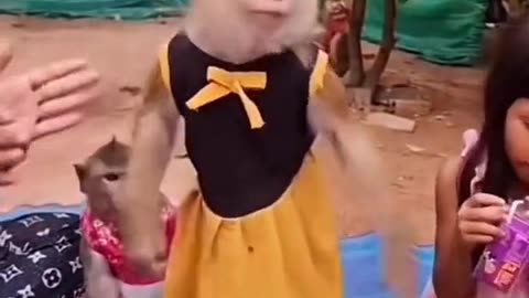 Funny monkey dance 😂