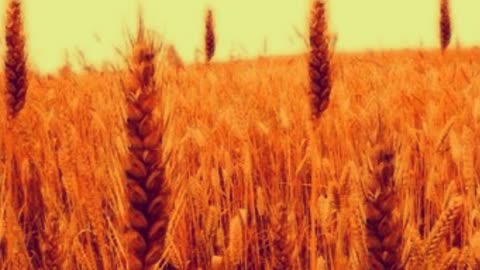 The Tares & the Wheat