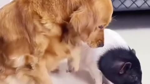 cute dog and cat short video