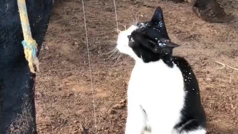 Cat Drinks Milk Straight From the Udder