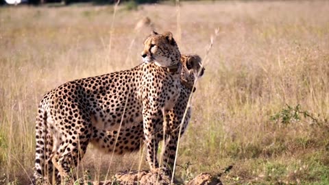 Jaguar vs Leopard vs Cheetah