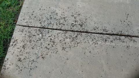 Ants at Bachman Park