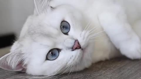Copythecat has the most incredible blue eyes I have ever seen! Seems to be the sweetest kitty!