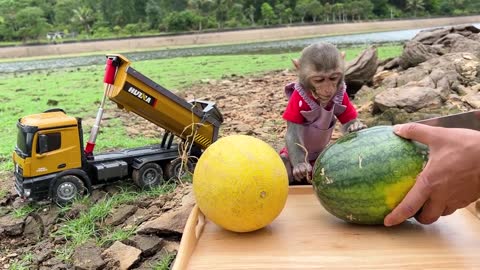 Smart Bim Bim picks watermelons to make watermelon ice cream for ducklings-9