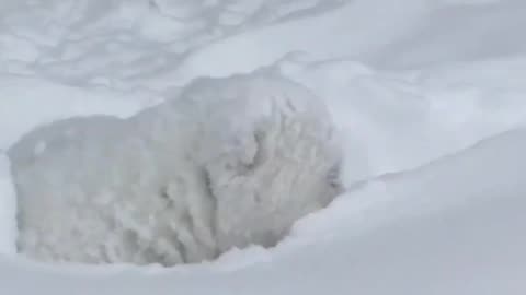 Cute Polar Bear Cub Having Fun in the Snow