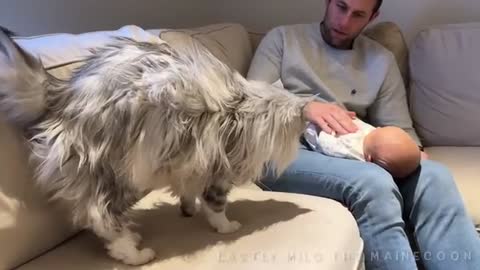 Alaskan Malamute Meets Newborn Baby! And The Cat Too!! (So Cute!!)