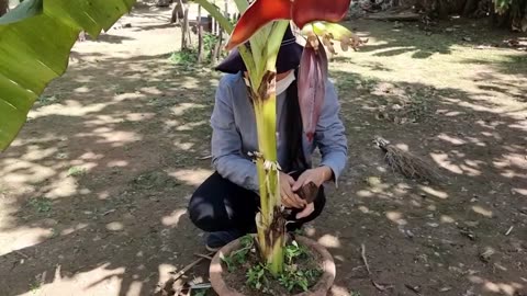 Great Technique For Grafting Banana Tree Growing fast with aloe vera _ How to grow banana trees