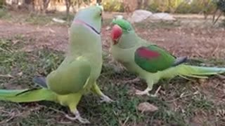 Talking Indian Parrot Greet another Indian Parrot