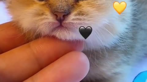 Trending Funny Cats Videos 😸