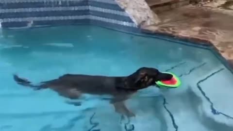 DOG 🐕 RUN THE TREDMIL ON A SWIMMING VIDEO|