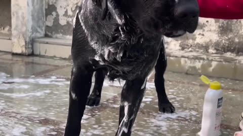 Cute dog bathing 😄