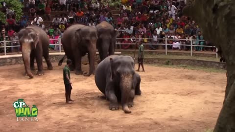 Elephants Dance At Dehiwala National Zoo (Sri Lanka)