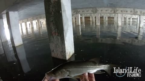 How to identify different snook species 2023 (Peacock bass, Snakeheads and SNOOK