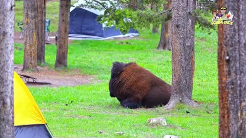 Yellow Stone National Park 2020! Virtual Field Trip for Kids!