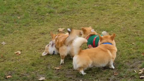 Cute pets plying ground