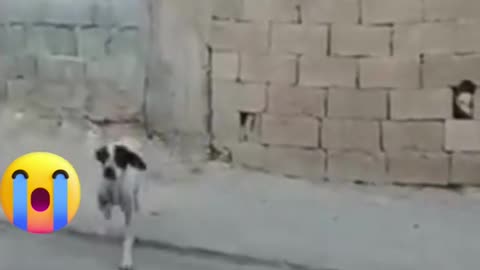 Funny Dog Videos #shorts