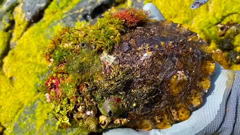 Sea turtle rot because of black cement secreted by barnacles she need to remove barnacles from shell