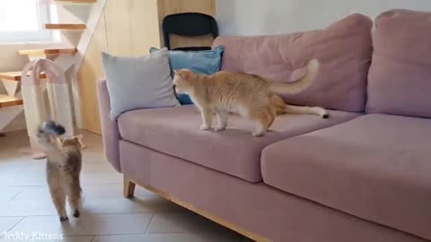 My cat Amani is learning to follow commands | She is a cutie