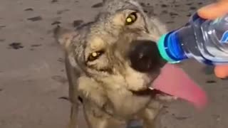 Man Saves Thirsty Wolf in the Barren Wilderness