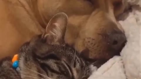 Cute cat nad dog funny videos