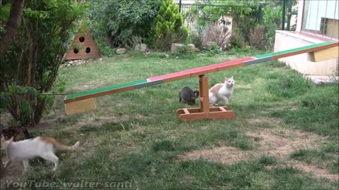 Outdoor Cats Seeing a Seesaw For The First Time!